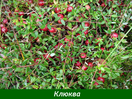 Польза клюквы
