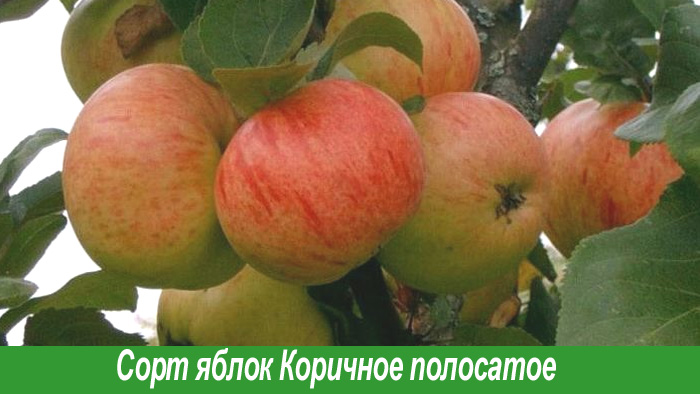 Коричное полосатое сорт