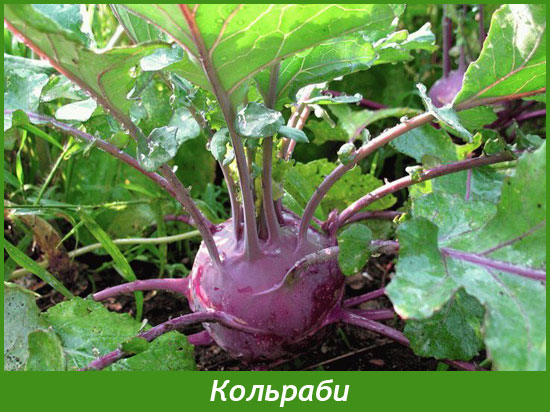Кольраби Виолетта
