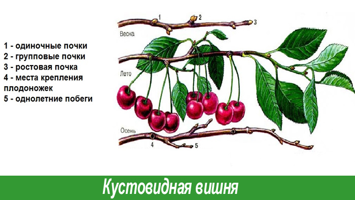 Кустовидная вишня обрезка