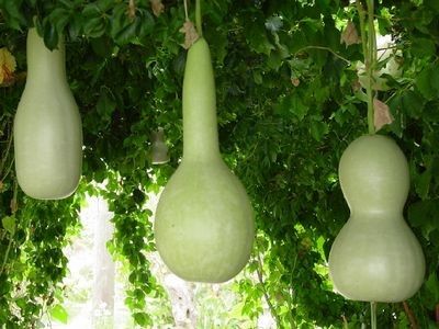 лагенария