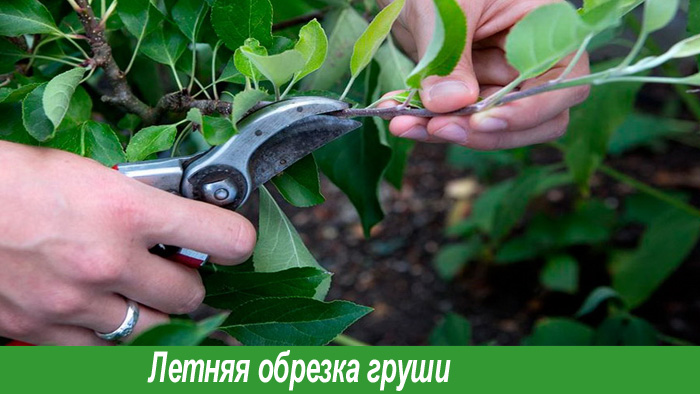 Обрезка груши летом
