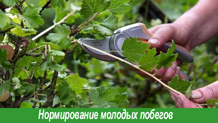 Обрезка крыжовника