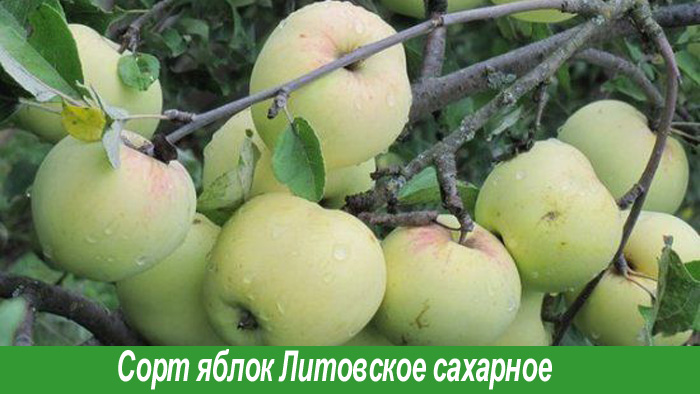 Литовское сахарное