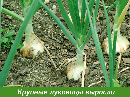 Вырос крупный лук