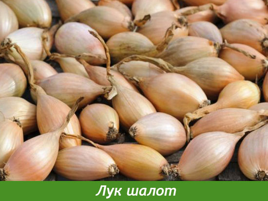 Лук шалот выращивание Лук шалот выращивание