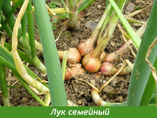 Лук шалот выращивание