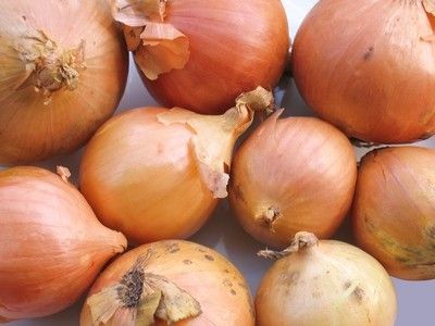 как вырастить репчатый лук