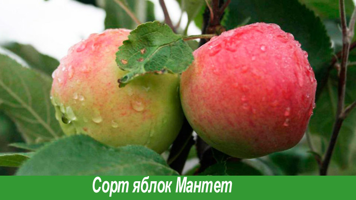 Сорт яблок Мантет