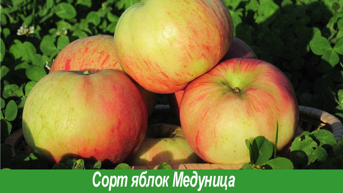 Яблоки сорта Медуница