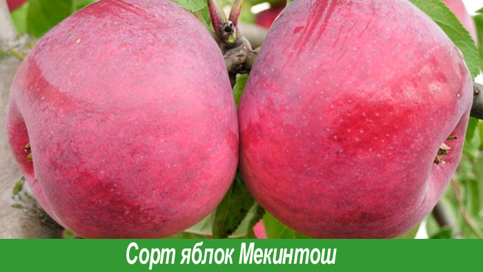 Сорт макинтошъ