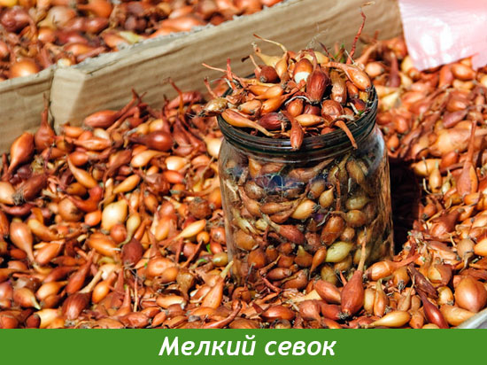 Посадка лука севка
