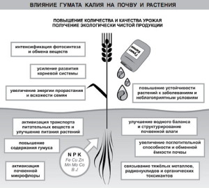 На фото - влияние калия на развитие растений, gumat.in.ua