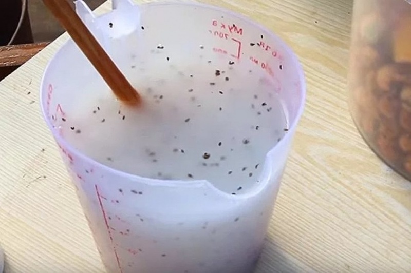 Подкормка семян моркови крахмальным клейстером