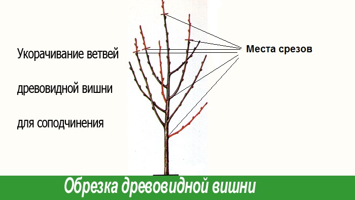 Обрезка вишни