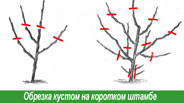 Обрезка смородины на штамбе