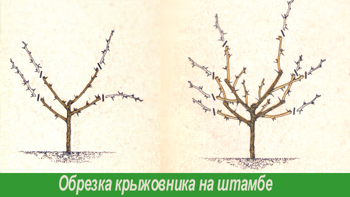 Обрезка крыжовника на штамбе