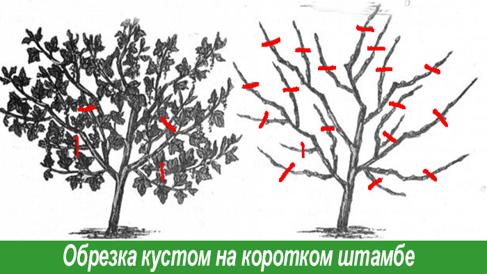 Обрезка смородины штамбом