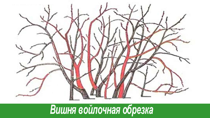 Обрезка войлочной вишни