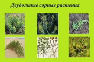 На фото - двудольные сорные растения, agrosoftex.com.ua