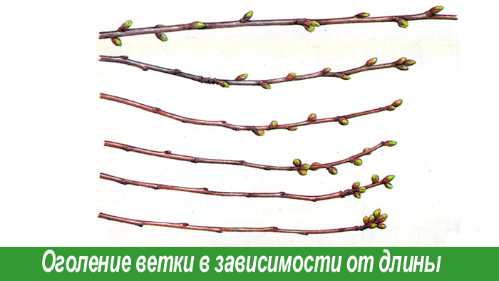 Оголение ветки вишни