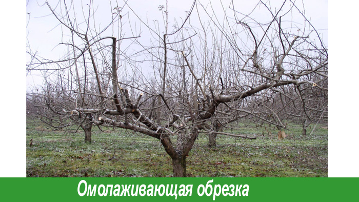 омолаживающая обрезка груши