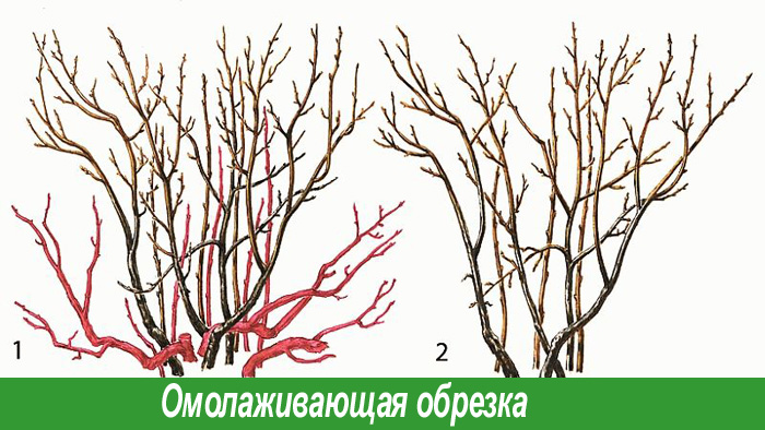Омолаживающая обрезка смородины