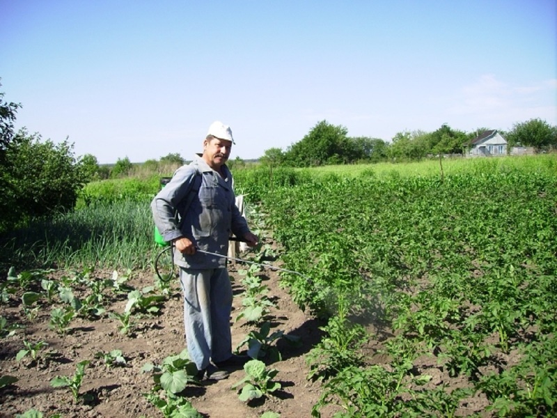 Опрыскивание картошки настоем чеснока и йодом