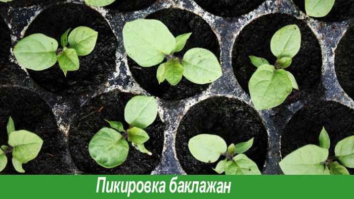 Рассада баклажан