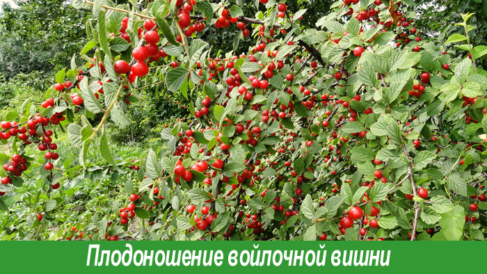 Вишня войлочная обрезка