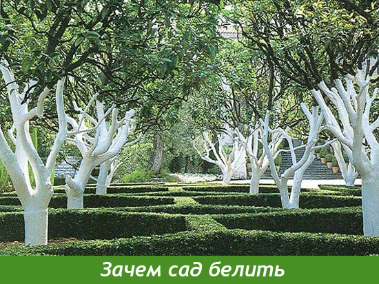 Как белить деревья