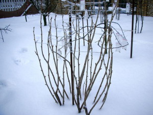 На фото - обвязывание кустов смородины на зиму, myogorod.ru