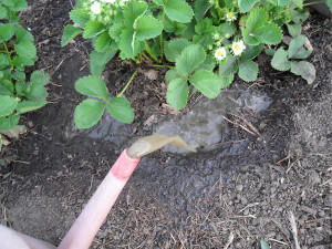 На фото - подкормка клубники весной, vkusniogorod.blogspot.com
