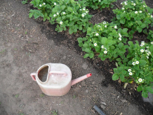 Фото подкормки клубники раствором куриного помета, vkusniogorod.blogspot.com