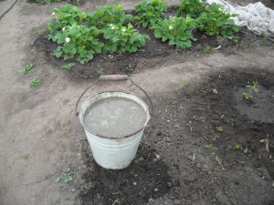 На фото - куриный помет для подкормки клубники, vkusniogorod.blogspot.com