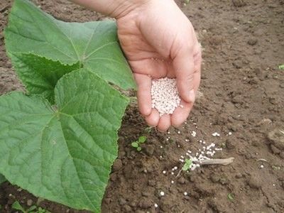 подкормки овощных культур