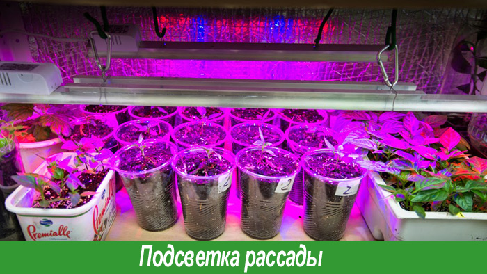 Выращивание рассады перца