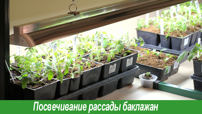 Как вырастить рассаду баклажан