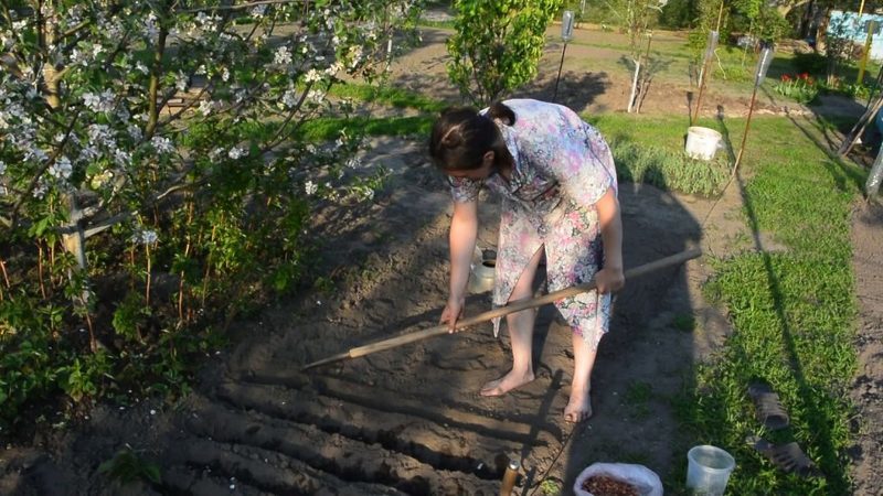 Подготовка грядок к посеву фасоли