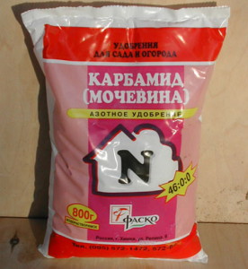 Горох – посадка и уход
