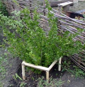 На фото - подпорка веток красной смородины, karlo335.wordpress.com
