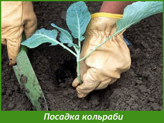 Посадка рассады кольраби
