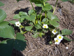 Посадка клубники усами осенью – праздник летом на столе