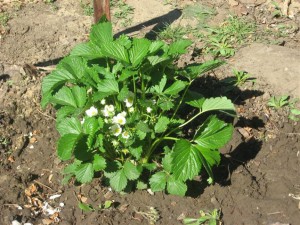 Размножение клубники усами осенью