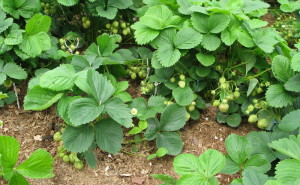 Размножение клубники усами осенью фото