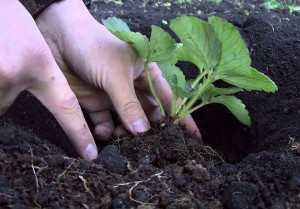 Посадка осенью – что надо знать, чтобы усы прижились фото