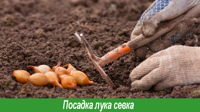 Посадка лука севка