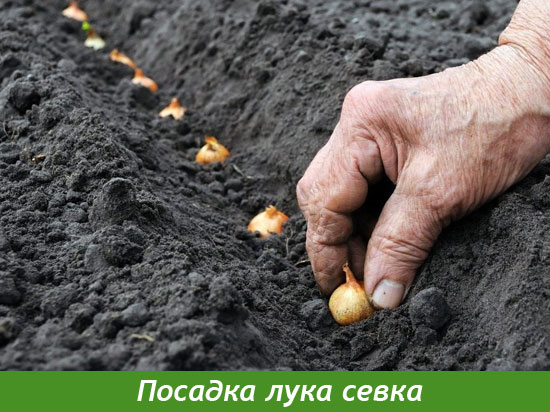 Посадка лука севка