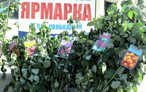 Фото саженцев плодовых кустарников, yarnews.net
