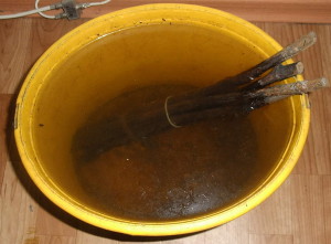 На фото - парафинизация черенков винограда, kievgrape.blogspot.com